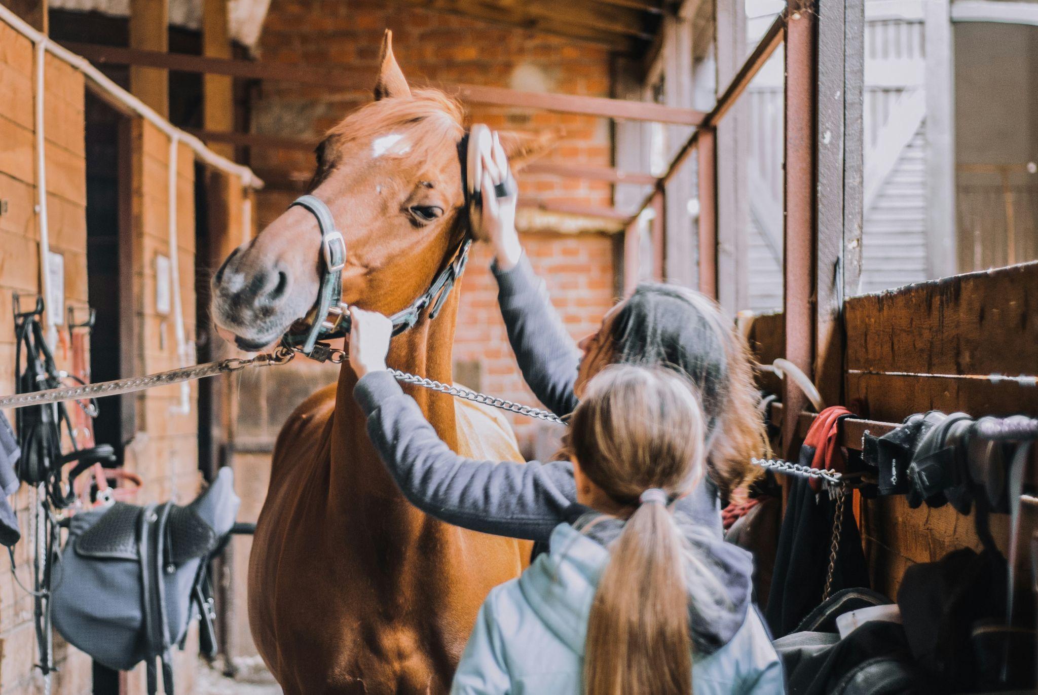 A child grooms a horse in a stable, highlighting the care and equipment available at a horse supplies in Visalia store.