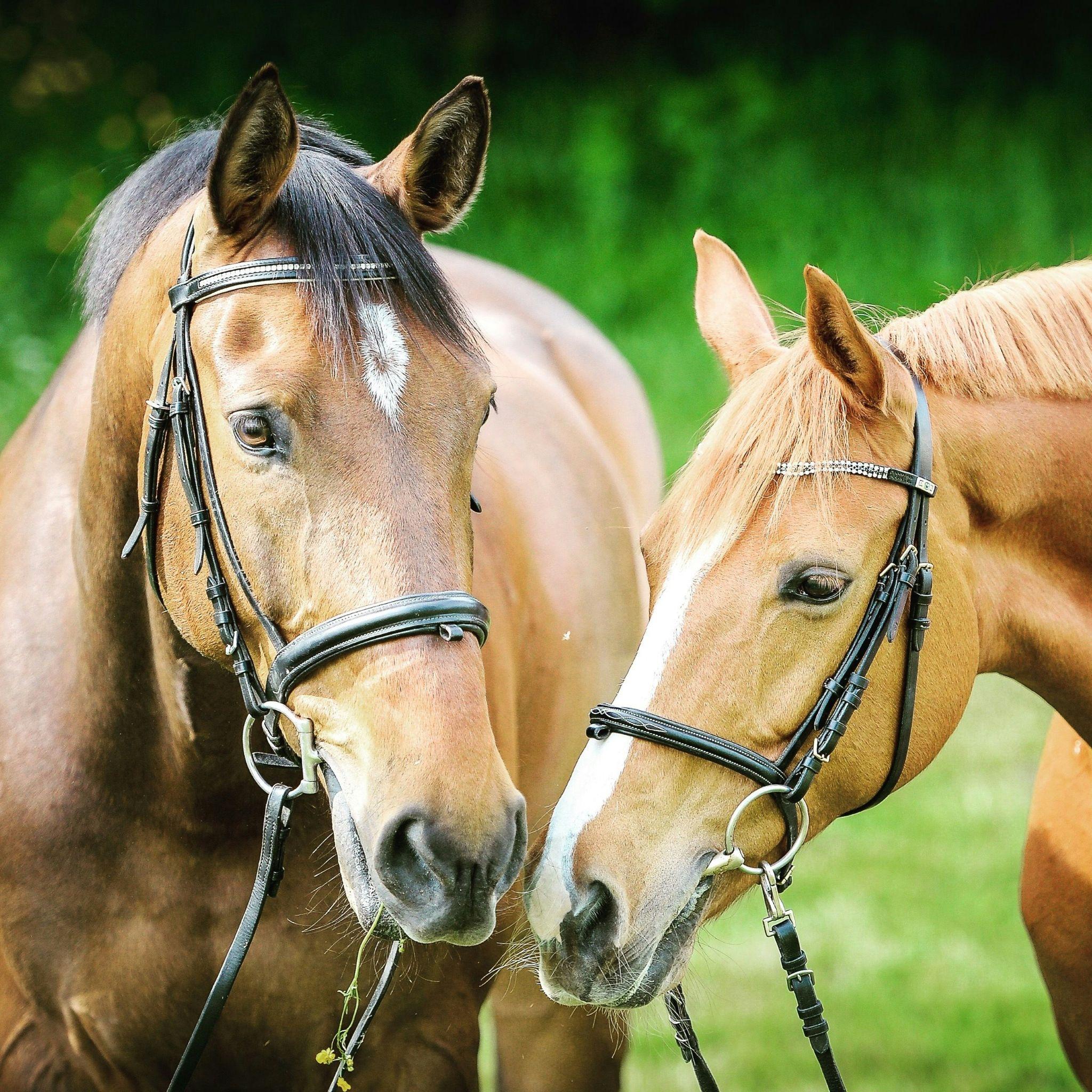 Two horses stand together outdoors, illustrating the importance of nutritious horse food in Visalia.