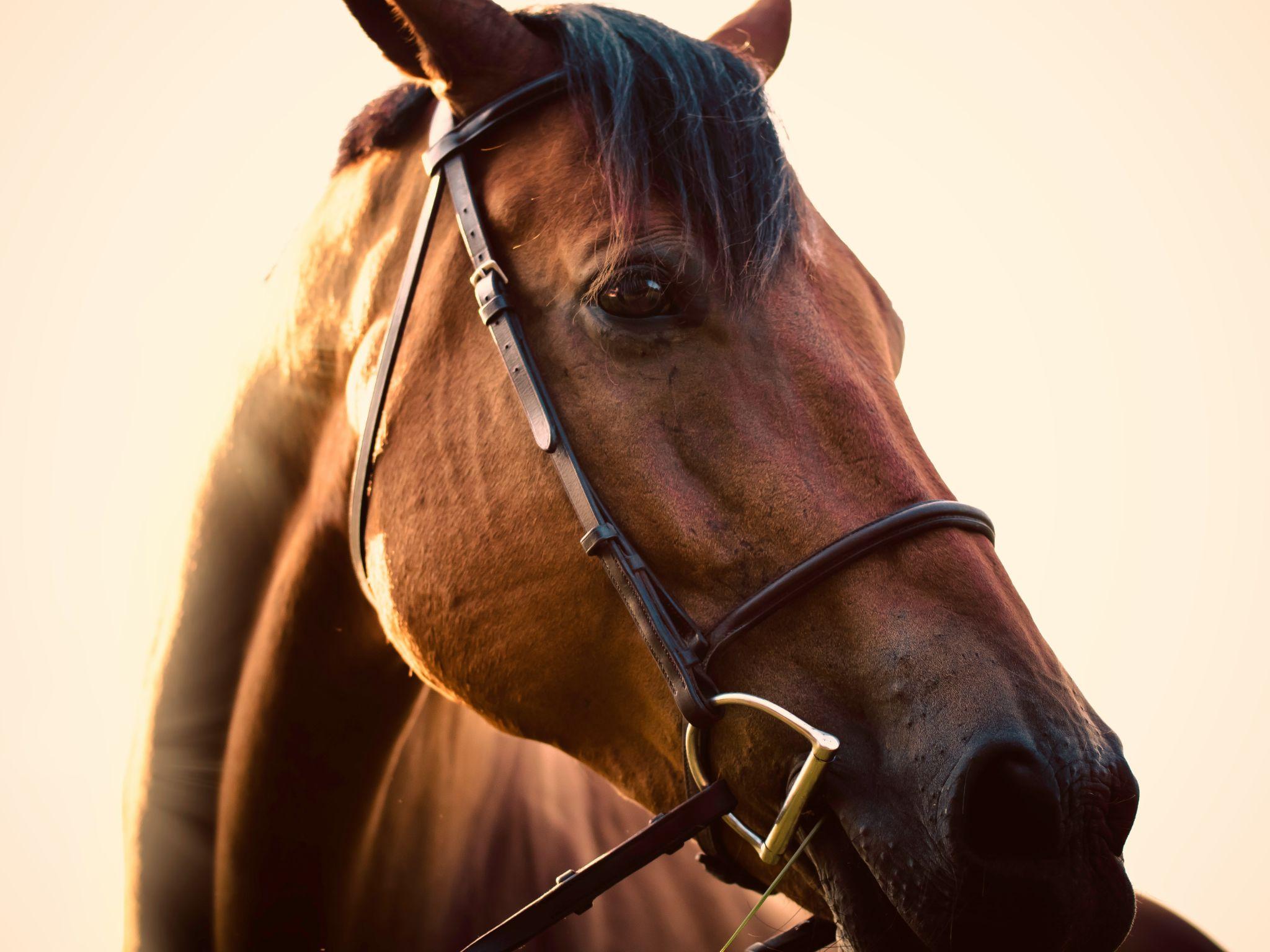 A close-up of a bridled horse in warm sunlight, representing quality products from a horse feed store in Visalia.