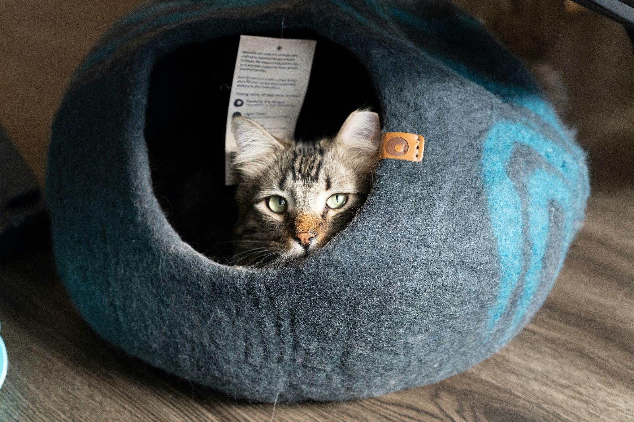 A kitten relaxes inside a cozy felt bed, surrounded by essential cat care products in Visalia.