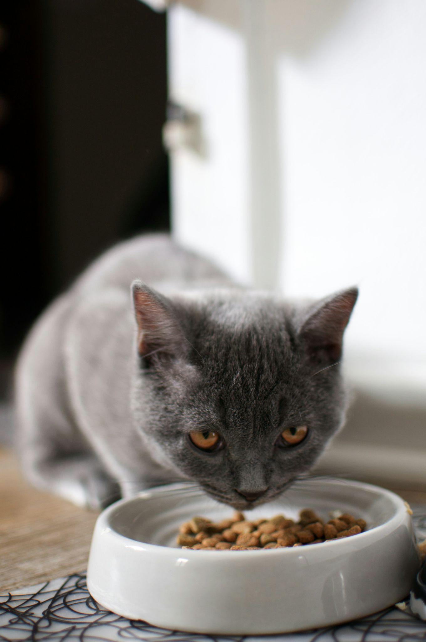 A gray cat enjoys a bowl of kibble, highlighting options for kitten food in Visalia.