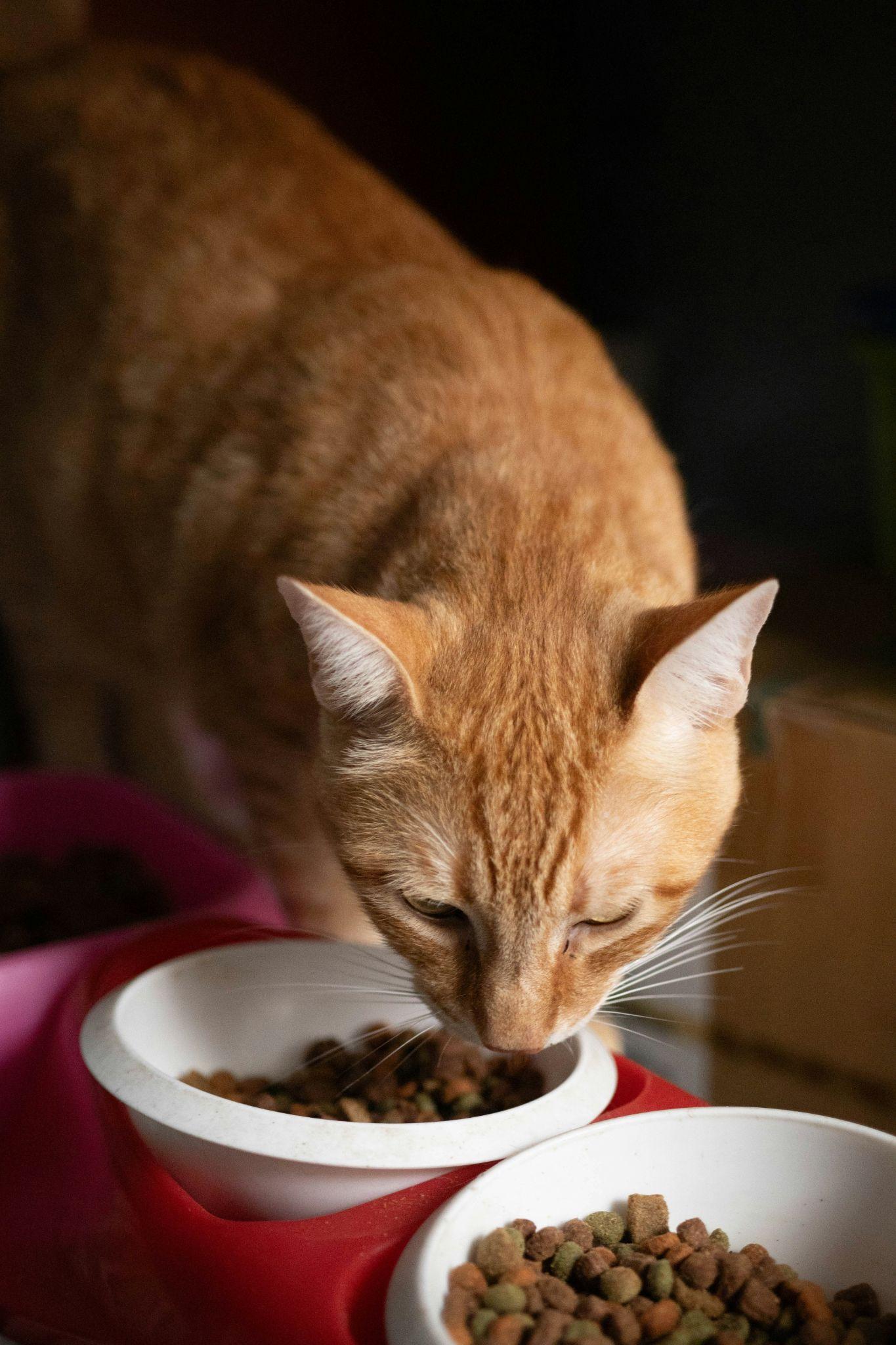 An orange cat eats from a food bowl, showcasing quality options for cat food in Visalia.