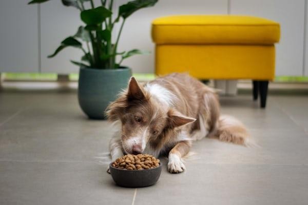 Healthy dog enjoying a balanced meal of dog food in Visalia to support daily nutrition and wellness.