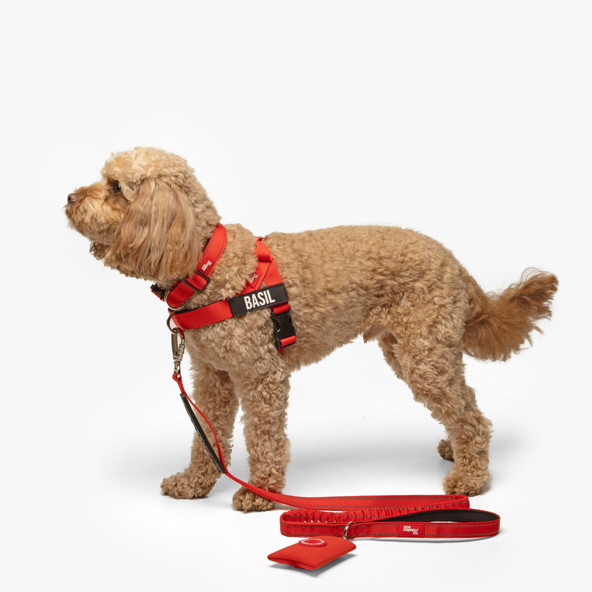 A dog wearing a harness showcases useful dog products in Visalia.