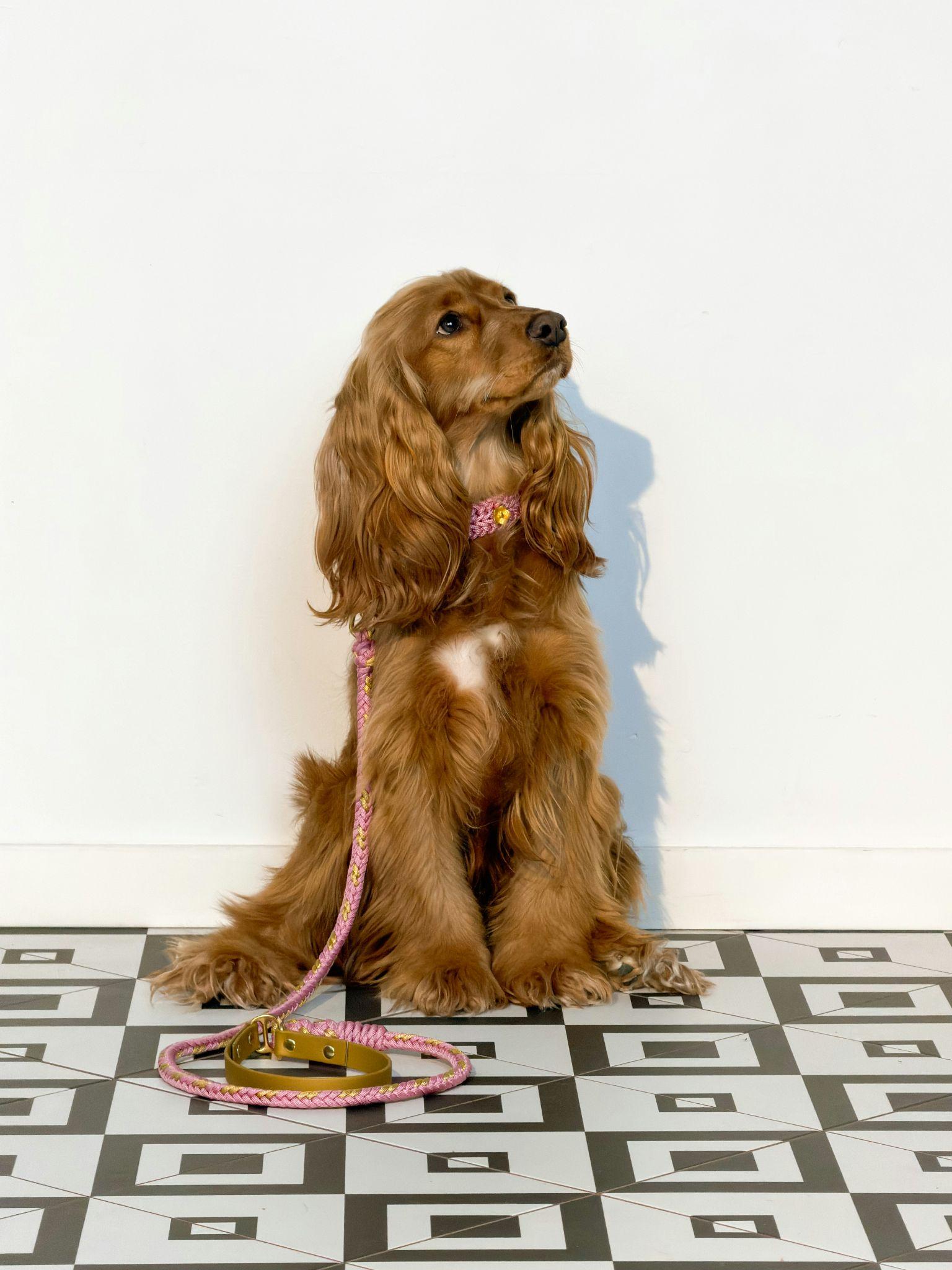 A well-groomed dog with a leash highlights dog care products in Visalia.