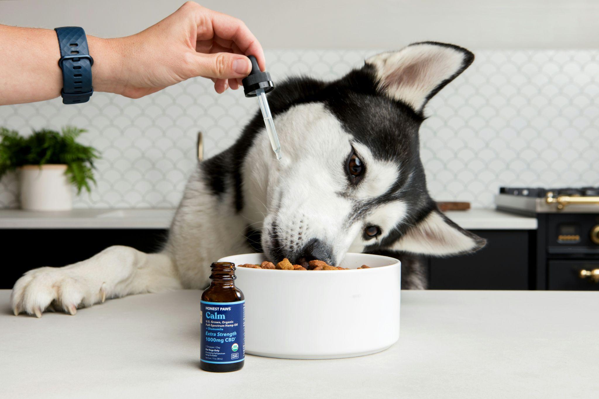 A dog enjoys its meal containing healthy dog food in Visalia.