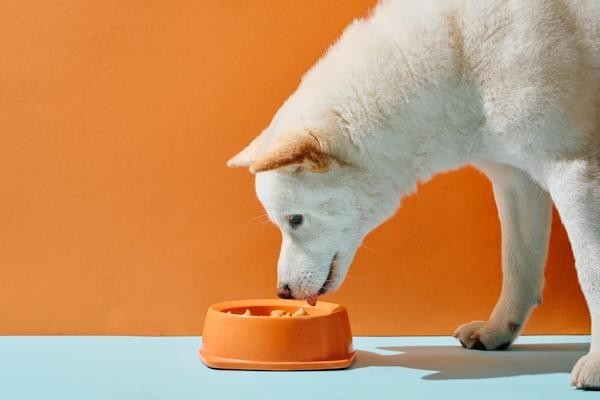 Dog eating nutritious dog food in Visalia from an orange bowl