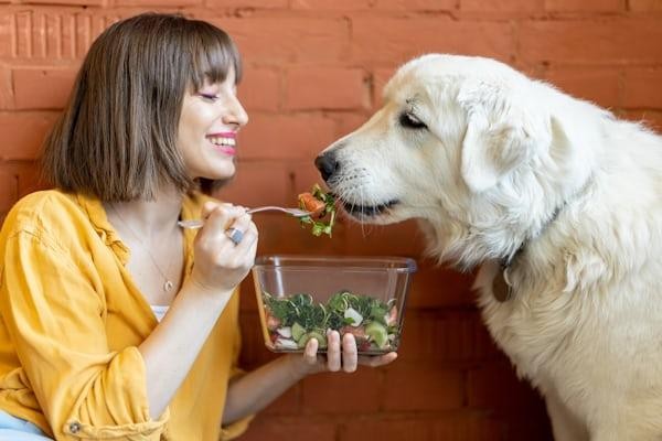 Dog parent feeding her white dog premium dog food in Visalia from a feeding bowl