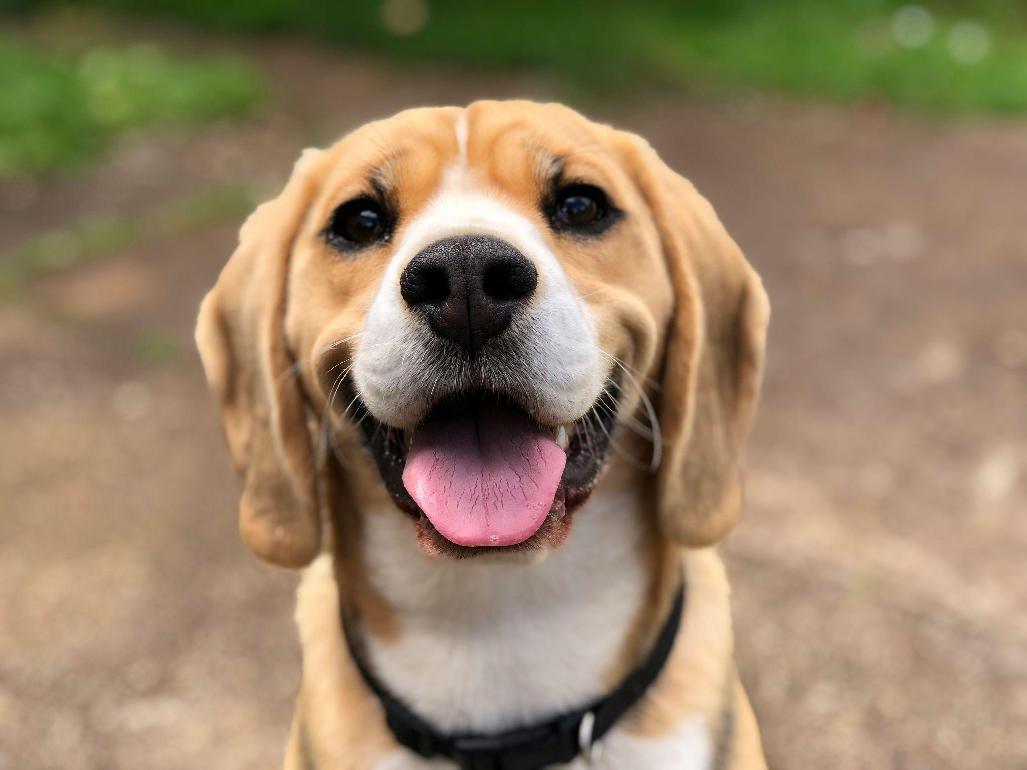 A happy beagle outdoors represents quality dog supplies in Visalia.