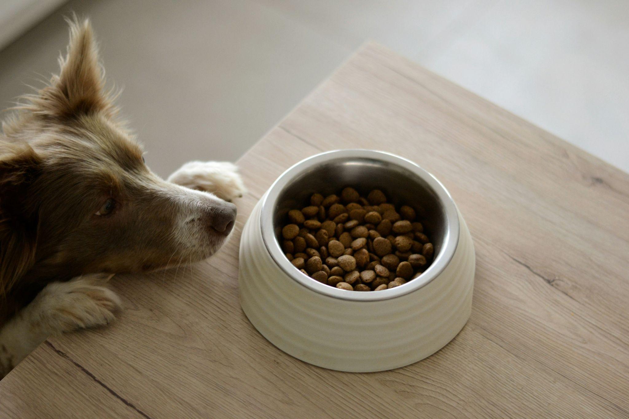 A dog looks at a bowl of kibble, highlighting available dog food in Visalia.