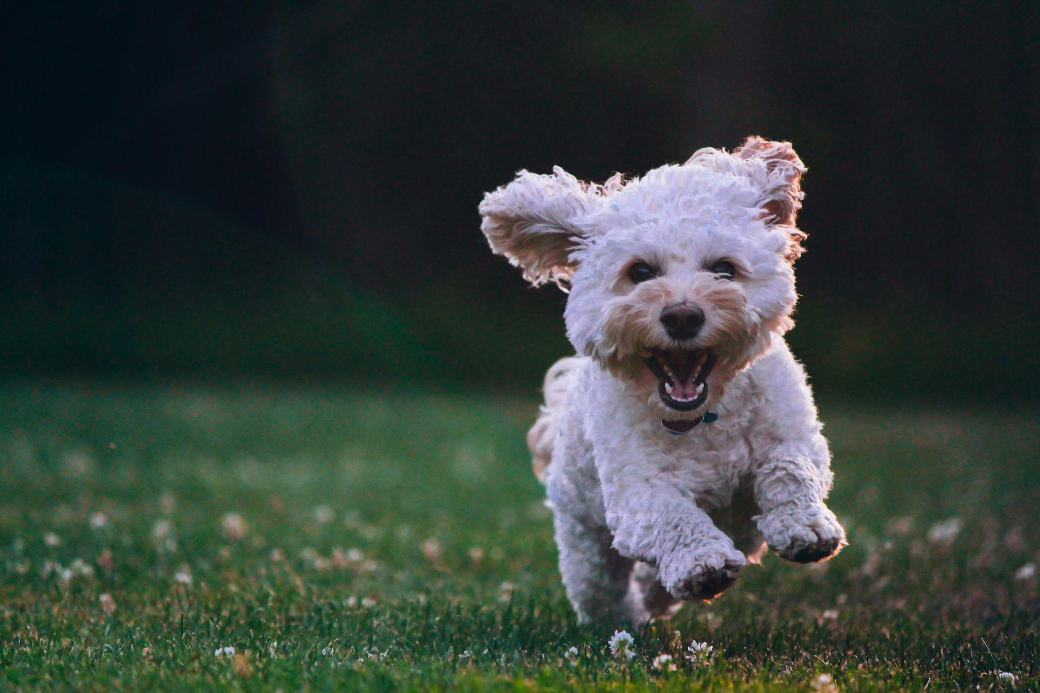 A playful white dog running across the grass showcases dog products in Visalia.