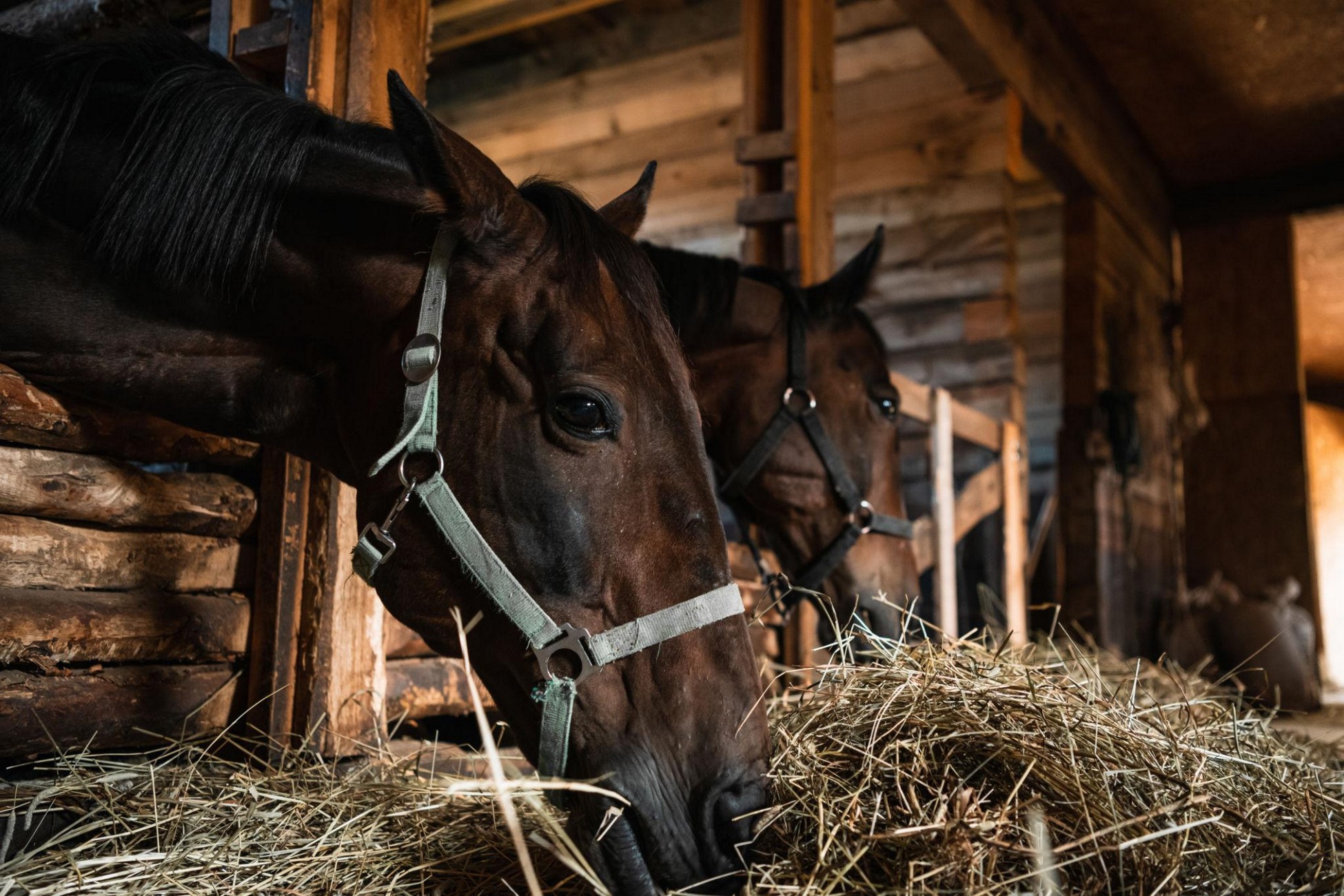 Horse eating hay as part of a balanced feeding routine with horse feed in Visalia.