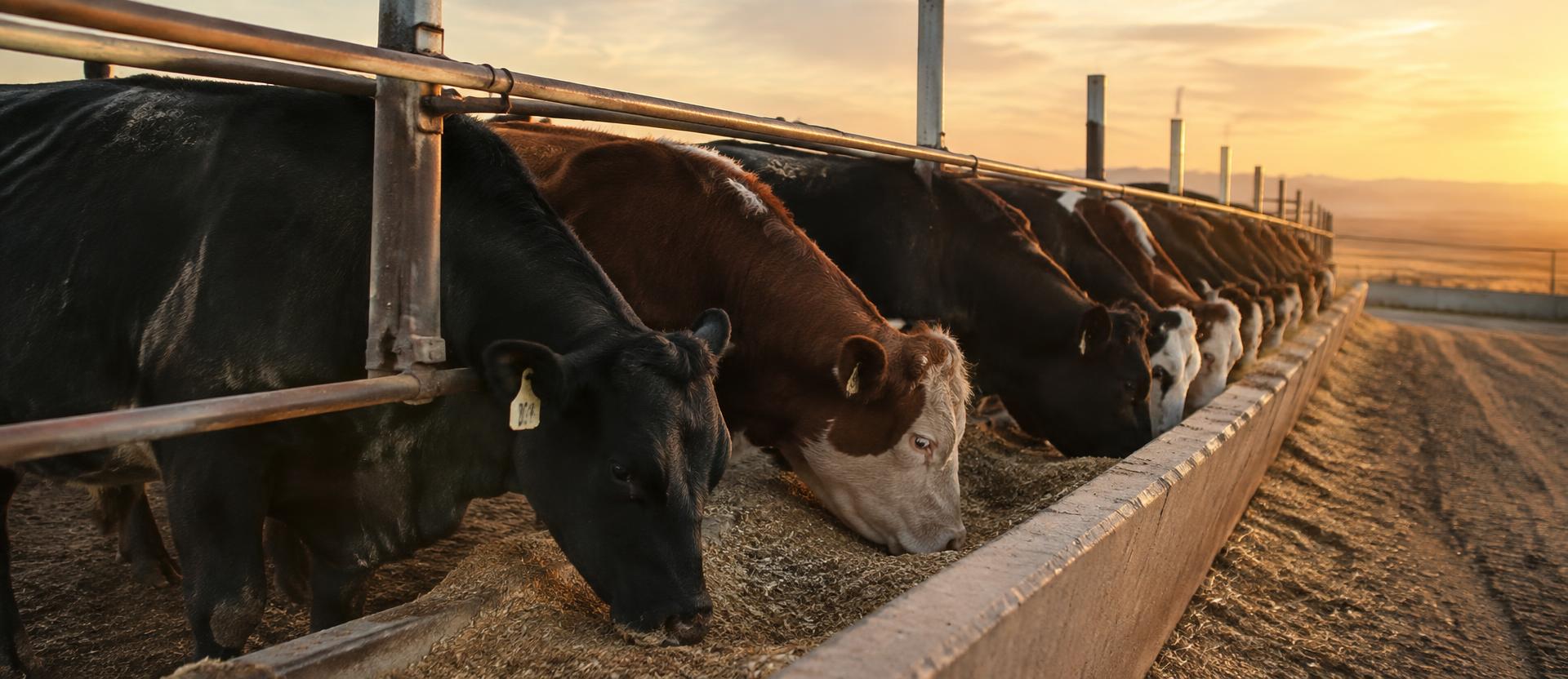 Beef cattle eating from a feed bunk on a Central Valley ranch at sunset
