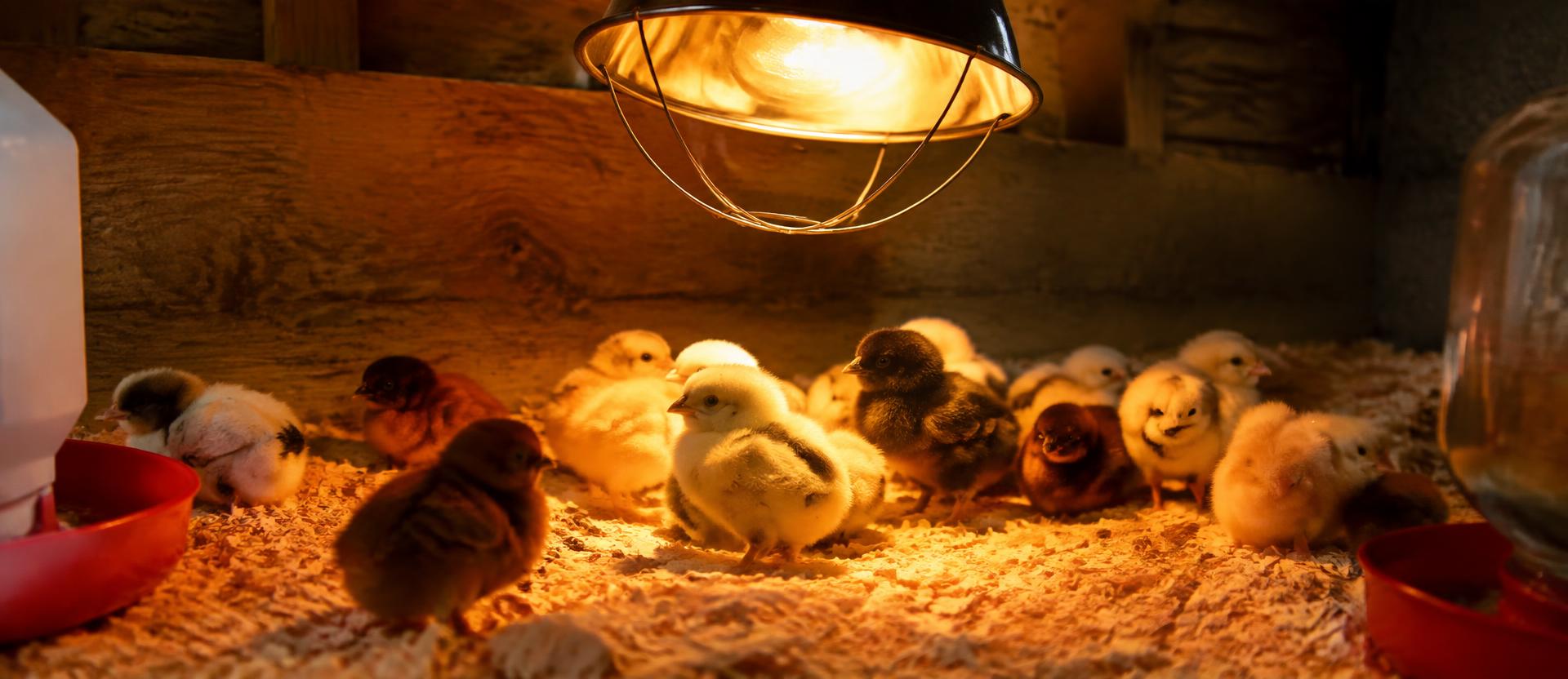 Baby chicks under a warm heat lamp in a brooder at a Visalia feed store
