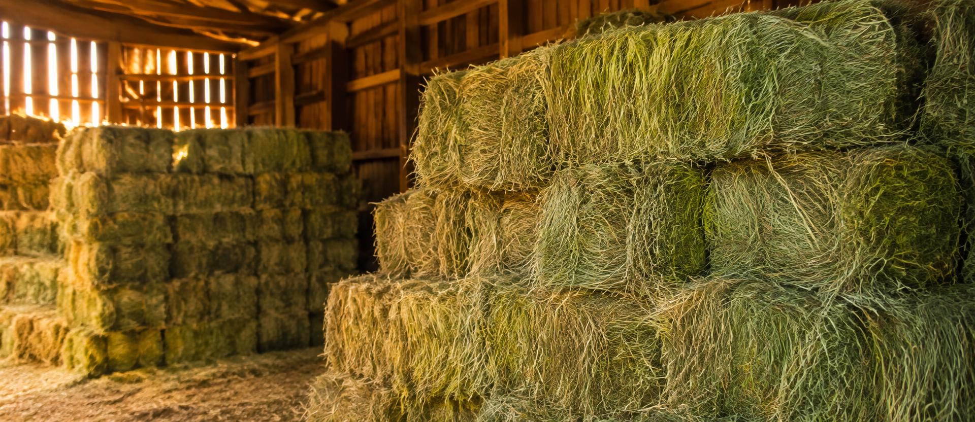 Stacked bales of green alfalfa and grass hay inside a rustic barn